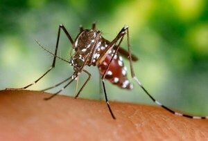 Casos de dengue tipo 3 podrían aumentar cuando vuelvan vacacionistas de Brasil