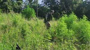 Destruyen plantaciones de marihuana en etapa de crecimiento en Amambay