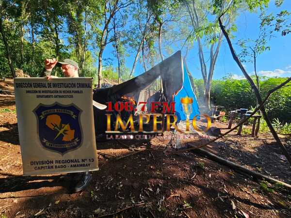Antinarcóticos destruye seis hectáreas de plantación de marihuana - Radio Imperio 106.7 FM