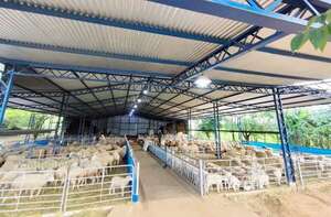 En Misiones producen corderos con sistema de pastoreo ultraintensivo - Economía - ABC Color