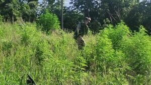 Destruyen plantaciones de marihuana en etapa de crecimiento en Bella Vista