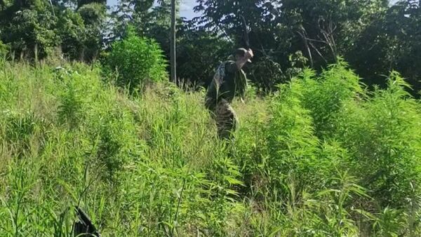 Destruyen plantaciones de marihuana en etapa de crecimiento en Bella Vista