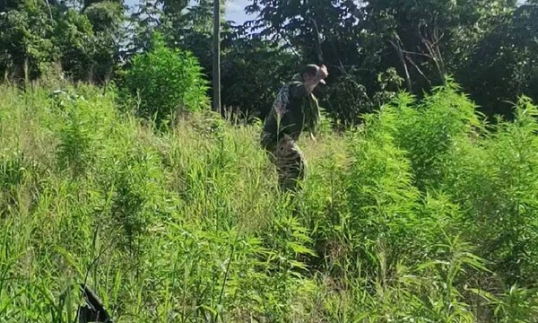 Destruyen plantaciones de marihuana en etapa de crecimiento en Amambay – Prensa 5