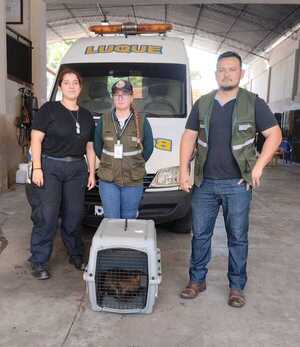 Mades libera exitosamente a un "kyja" en Luque - .::Agencia IP::.