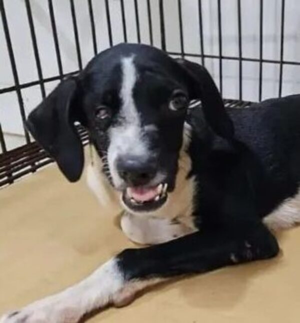 POR FEOS PERRITOS NO FUERON ADOPTADOS, DENUNCIAN