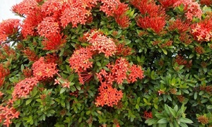 Cuidado de la “Flor de dura” | Telefuturo