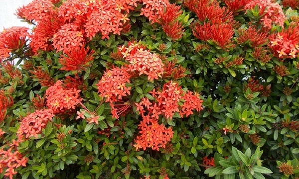 Cuidado de la “Flor de dura” | Telefuturo