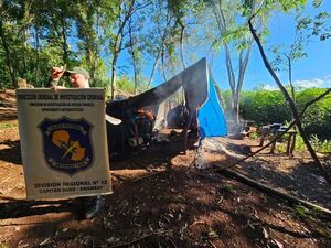 Capitán Bado: Antinarcóticos destruye seis hectáreas de plantación de marihuana