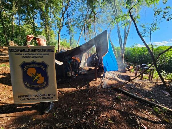 Capitán Bado: Antinarcóticos destruye seis hectáreas de plantación de marihuana