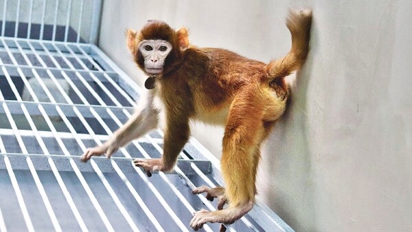 Científicos logran clonar un primate por primera vez
