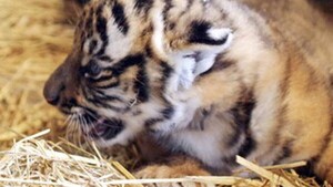 Nacen en China tres cachorros de la especie de tigre más amenazada del mundo