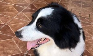 Emprendedor conquista las redes con novedoso servicio: baño a domicilio para mascotas – Prensa 5