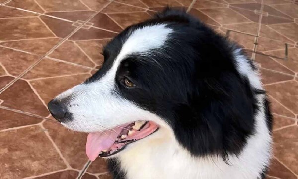 Emprendedor conquista las redes con novedoso servicio: baño a domicilio para mascotas – Prensa 5