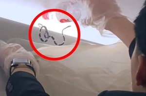 Caos en pleno vuelo: Descubren una serpiente en un avión con pasajeros