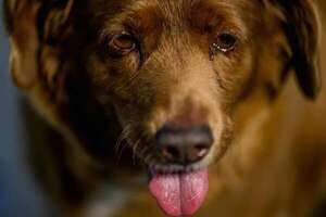 ¿Nos mintieron? Parece que Bobi no es el perro más viejo del mundo - Mascotas - ABC Color
