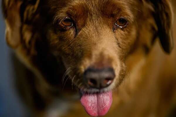 ¿Nos mintieron? Parece que Bobi no es el perro más viejo del mundo  - Mascotas - ABC Color