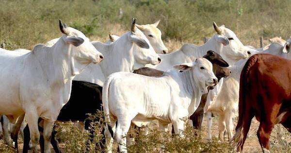 Diario HOY | Otro robo masivo de vacas: sería la misma banda que llevó 163 animales en ‘un saque’