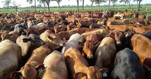 La Nación / Inician preparativos para vacunación contra la fiebre aftosa y brucelosis bovina