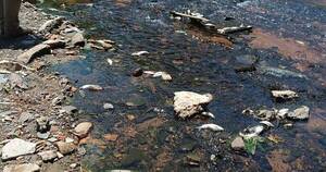 Diario HOY | Peces mueren en arroyo Lambaré, contaminado por basura industrial y doméstica