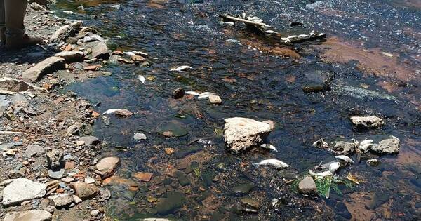 Diario HOY | Peces mueren en arroyo Lambaré, contaminado por basura industrial y doméstica