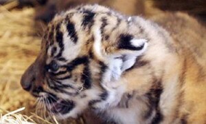 Nacen en China tres cachorros de la especie de tigre más amenazada del mundo – Prensa 5