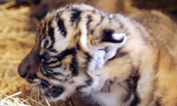 Nacen en China tres cachorros de la especie de tigre más amenazada del mundo – Prensa 5