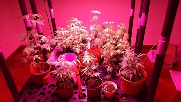 Marihuana vip: Juicio oral para 12 acusados culmina este viernes