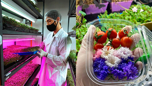 High Farm: la granja urbana especializada en producción de microgreens suma flores comestibles a su catálogo