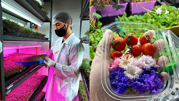 High Farm: la granja urbana especializada en producción de microgreens suma flores comestibles a su catálogo