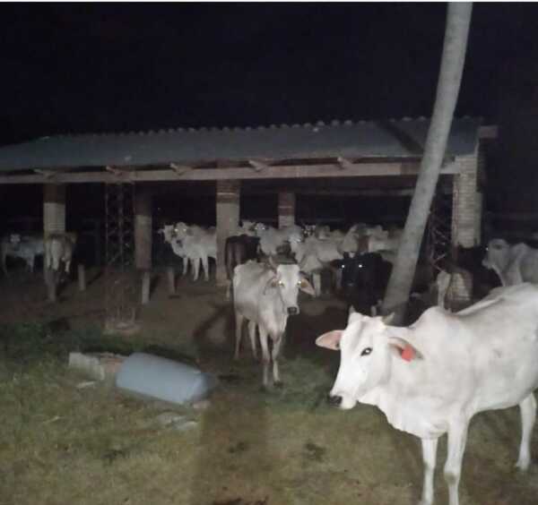 Recuperan la totalidad de animales vacunos e incautan un tracto camión | 1000 Noticias