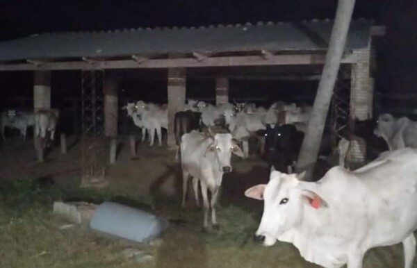 Recuperan en su totalidad animales vacunos robados en mega abigeato en Belén - Oasis FM 94.3
