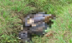 Macabro hallazgo de un cuerpo en una cuneta en Coronel Oviedo