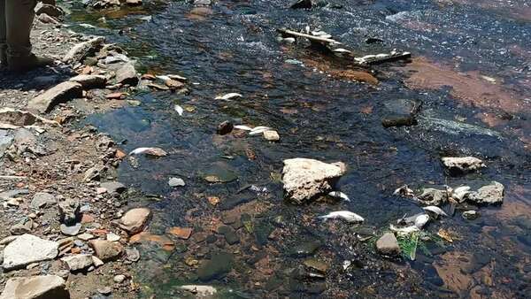 El Mades verifica mortandad de peces en el arroyo Lambaré - Nacionales - ABC Color