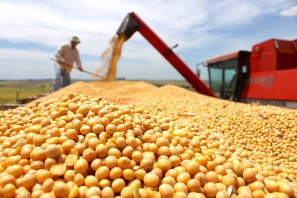 USDA elevó el pronóstico de producción de soja de Paraguay