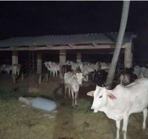 Recuperan animales robados en Belén - Nacionales - ABC Color