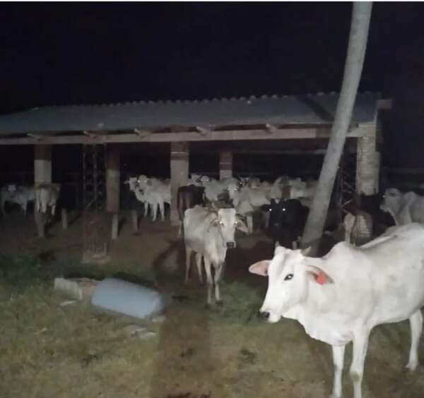 Recuperan animales robados en Belén - Nacionales - ABC Color