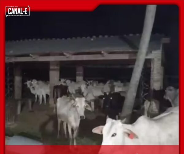 VACAS SON RECUPERADAS EN BELÉN TRAS HORAS DE “SECUESTRO”