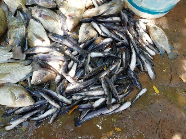 MADES investiga mortandad de peces en arroyo Lambaré - Portal Digital Cáritas Universidad Católica