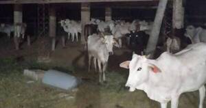 Diario HOY | Recuperan vacas robadas de una estancia en Belén: fletero cómplice fue detenido