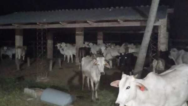 Recuperan casi 40 vacunos que habían sido robados en Concepción