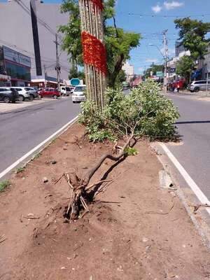 Municipalidad dejó árboles con raíces expuestas sobre San Martín  - Crónicas Ciudadanas - ABC Color