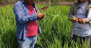 La Nación / Evalúan ensayos experimentales de variedades de arroz