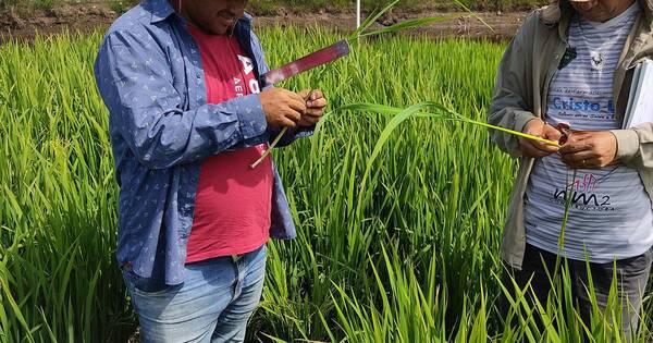 La Nación / Evalúan ensayos experimentales de variedades de arroz