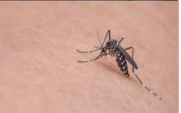 Dengue: Salud reporta 3.780 casos confirmados
