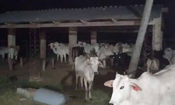 Recuperan casi 40 vacunos que habían sido robados en Concepción – Prensa 5