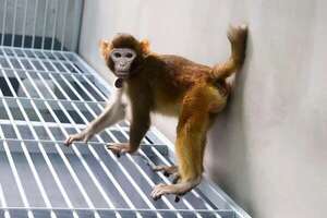 China logra clonación exitosa de un macaco rhesus - Ciencia - ABC Color