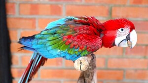 Dos guacamayos rojos están listos para iniciar fase de adaptación en entorno natural