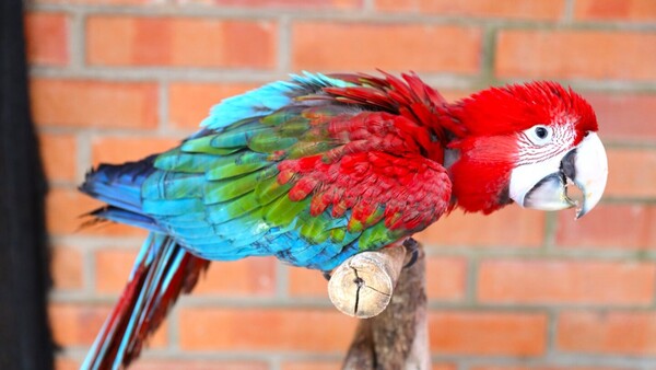 Dos guacamayos rojos están listos para iniciar fase de adaptación en entorno natural