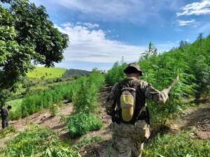 Eliminan unas 10 hectáreas de cultivos de marihuana en Amambay - Policiales - ABC Color