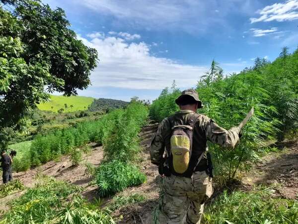 Eliminan unas 10 hectáreas de cultivos de marihuana en Amambay - Policiales - ABC Color